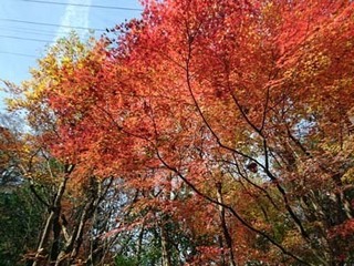 紅葉.jpg